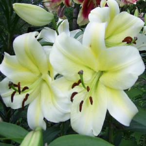  Лилия Гипноз